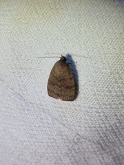 Austrocarea iocephala