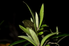 Corokia buddleioides