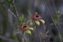 Caladenia discoidea