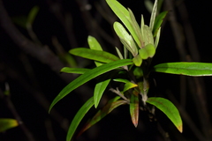 Corokia buddleioides