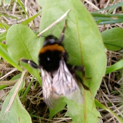 Bombus