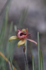 Caladenia discoidea