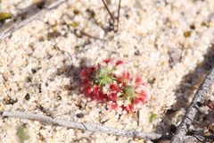 Drosera minutiflora