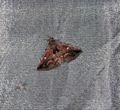 Hadennia hypenalis