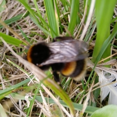 Bombus