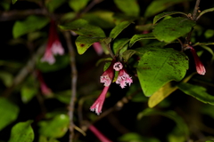 Alseuosmia macrophylla