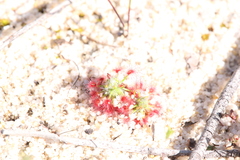 Drosera minutiflora