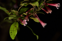 Alseuosmia macrophylla