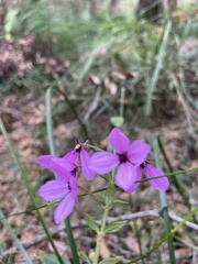Tetratheca thymifolia