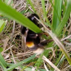 Bombus