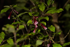 Alseuosmia macrophylla