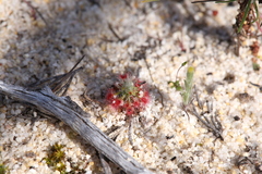 Drosera minutiflora