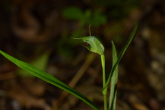 Pterostylis agathicola