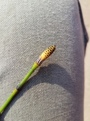 Equisetum laevigatum
