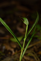 Pterostylis agathicola