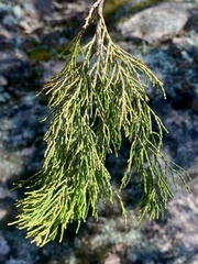 Callitris endlicheri