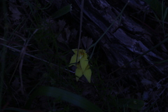 Caladenia flava flava