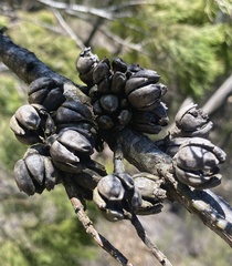 Callitris endlicheri