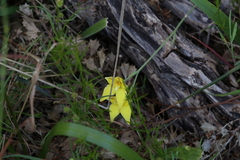 Caladenia flava flava