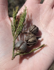 Callitris endlicheri