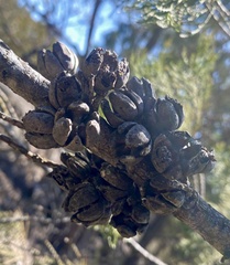 Callitris endlicheri