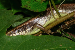 Eutropis longicaudata