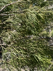 Callitris endlicheri