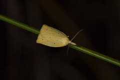 Apoctena conditana