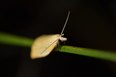 Apoctena conditana