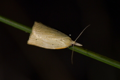 Apoctena conditana