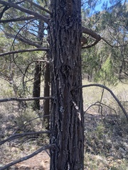 Callitris endlicheri