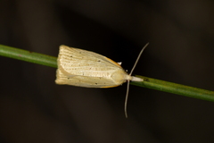 Apoctena conditana