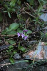 Orchis quadripunctata