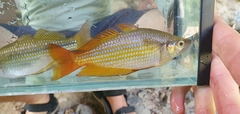 Melanotaenia splendida