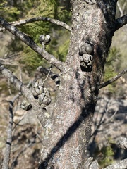 Callitris endlicheri