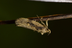 Atomotricha isogama