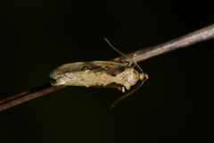 Atomotricha isogama