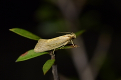 Tingena chloradelpha