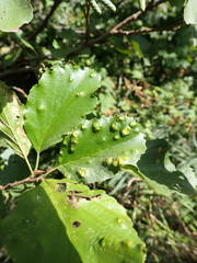 Acalitus brevitarsus