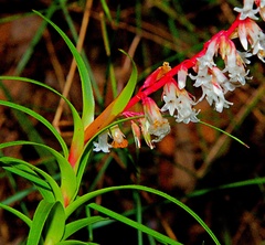 Dracophyllum secundum