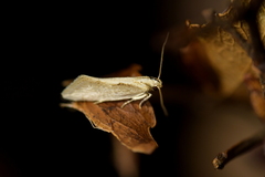 Tingena chloradelpha