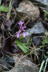 Orchis quadripunctata