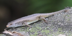 Eutropis
