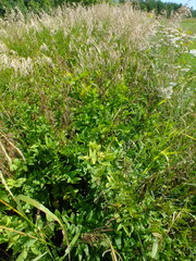 Galega orientalis