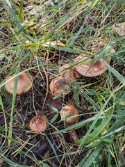 Fungi