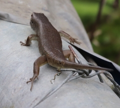 Eutropis