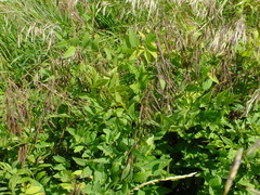 Galega orientalis