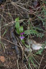 Orchis quadripunctata