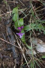 Orchis quadripunctata