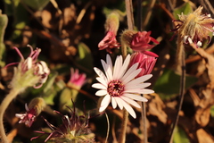 Gerbera viridifolia